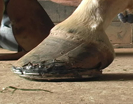Supporting Navicular Using EasyShoes and Wedge Pads - EasyCare Hoof Boot  News